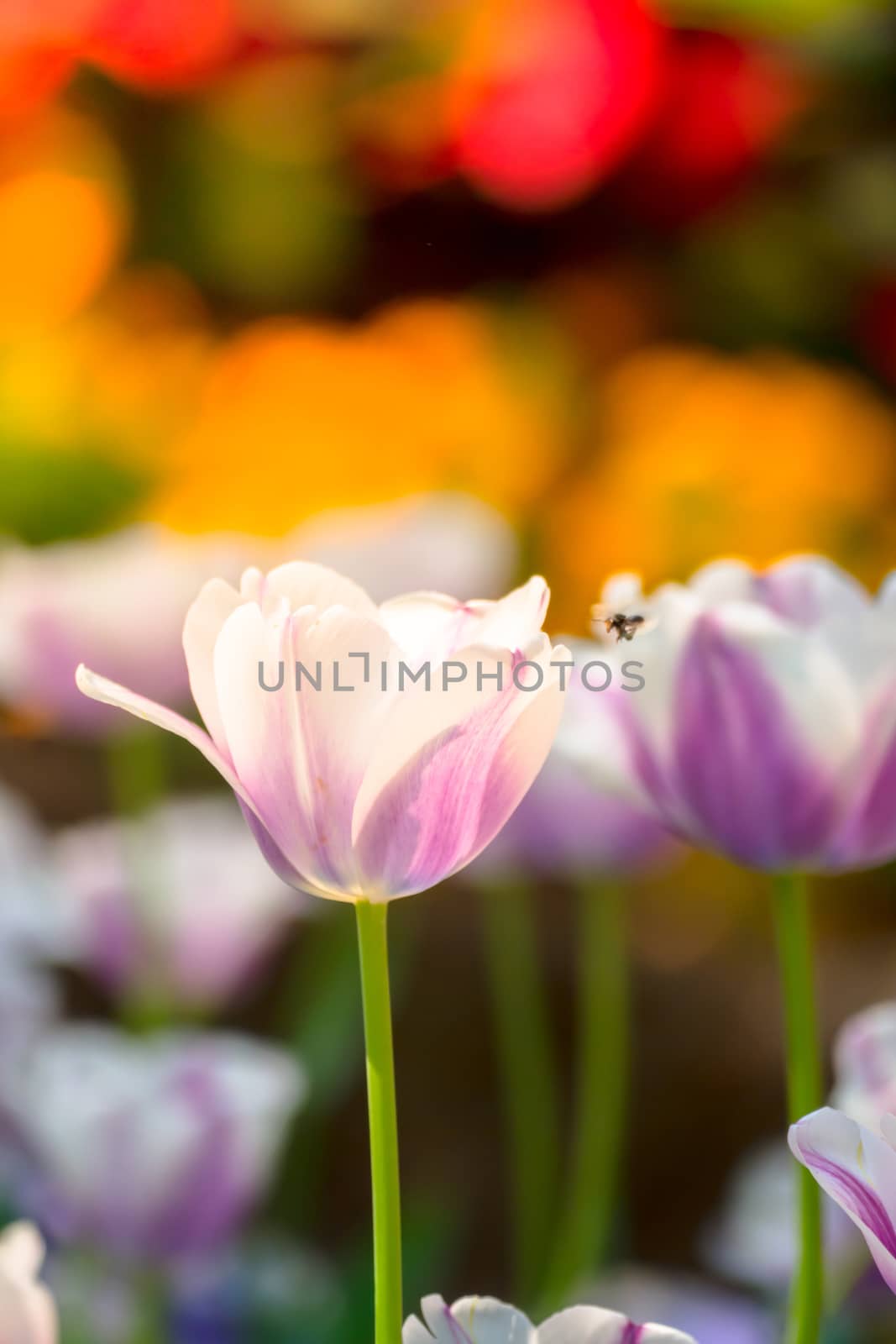 Tulip. Beautiful bouquet of tulips. colorful tulips. tulips in spring,colourful tulip