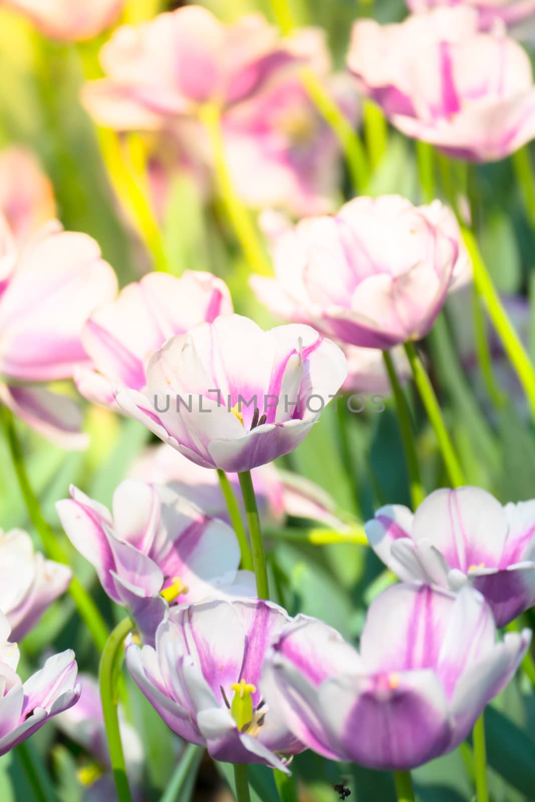 Tulip. Beautiful bouquet of tulips. colorful tulips. by teerawit