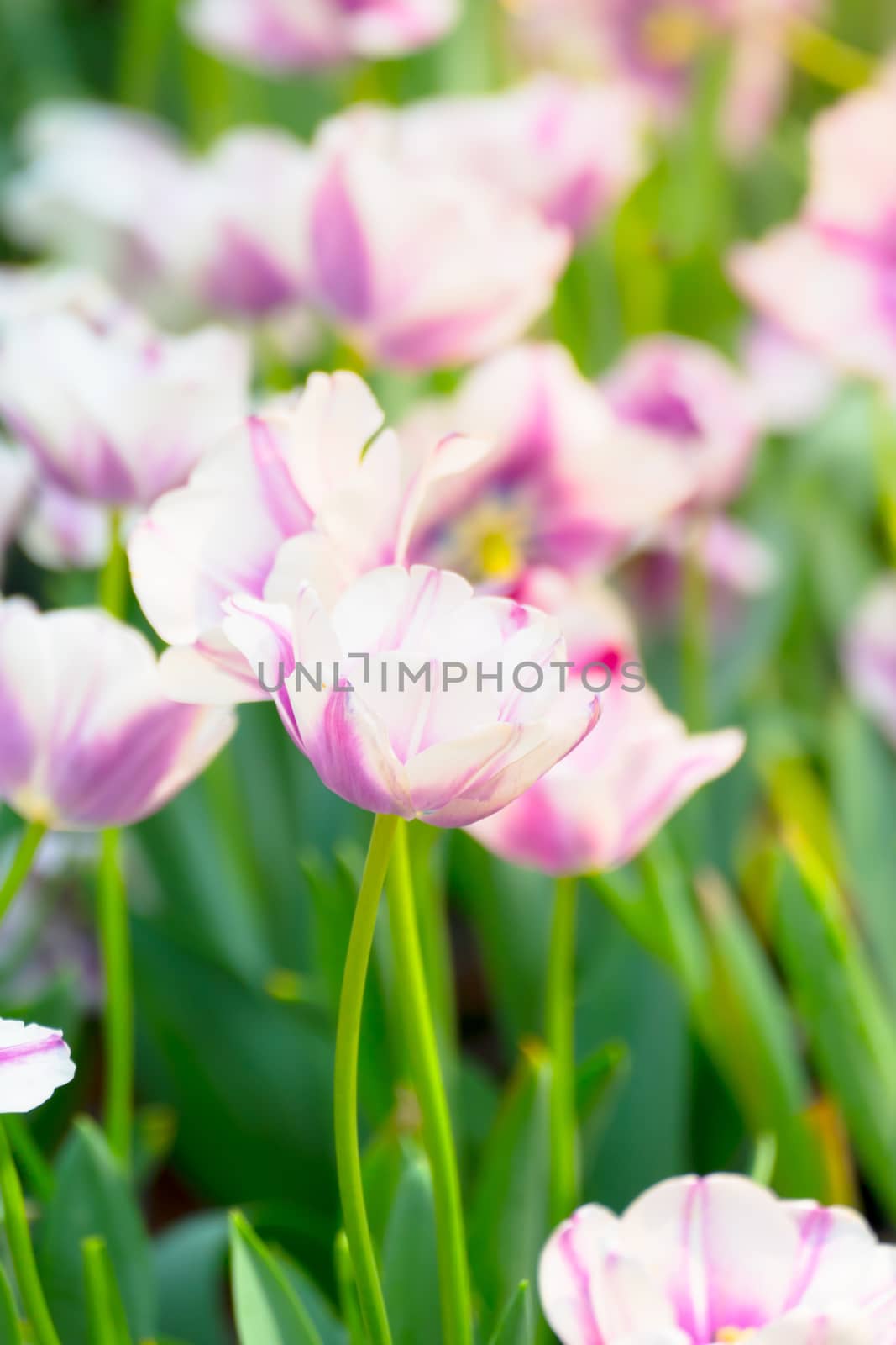 Tulip. Beautiful bouquet of tulips. colorful tulips. by teerawit