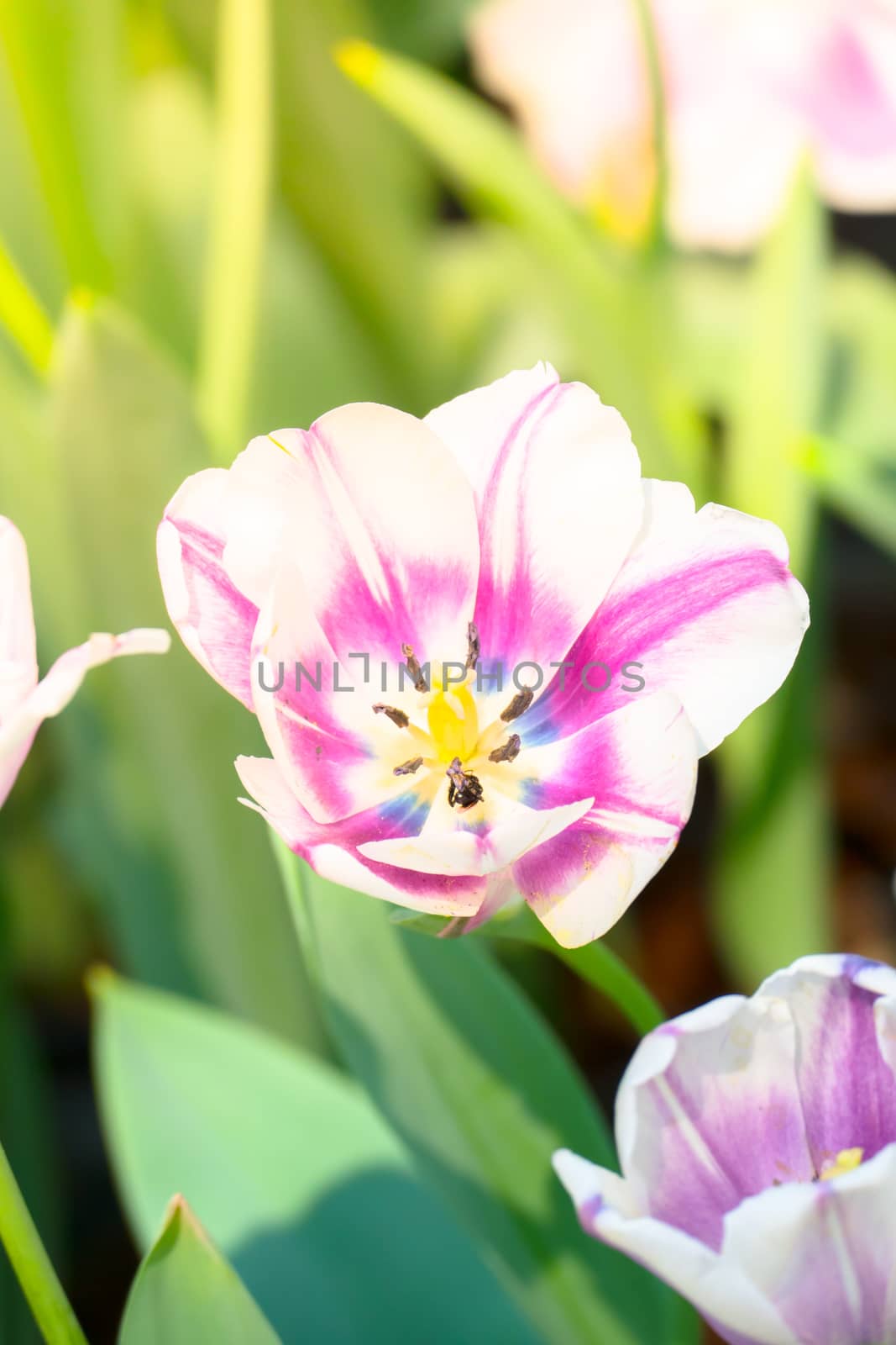 Tulip. Beautiful bouquet of tulips. colorful tulips. tulips in spring,colourful tulip