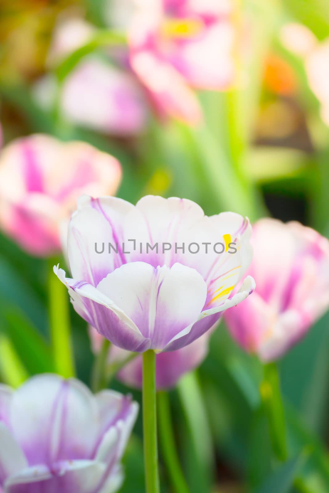 Tulip. Beautiful bouquet of tulips. colorful tulips. tulips in spring,colourful tulip