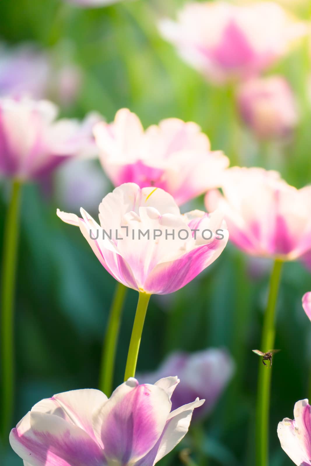 Tulip. Beautiful bouquet of tulips. colorful tulips. by teerawit