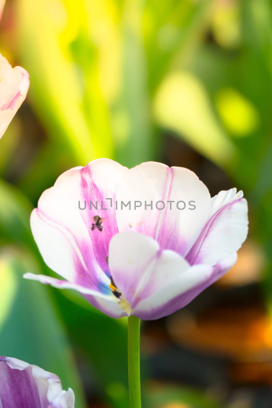 Tulip. Beautiful bouquet of tulips. colorful tulips. by teerawit