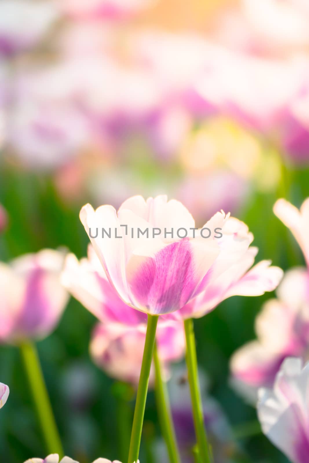 Tulip. Beautiful bouquet of tulips. colorful tulips. by teerawit