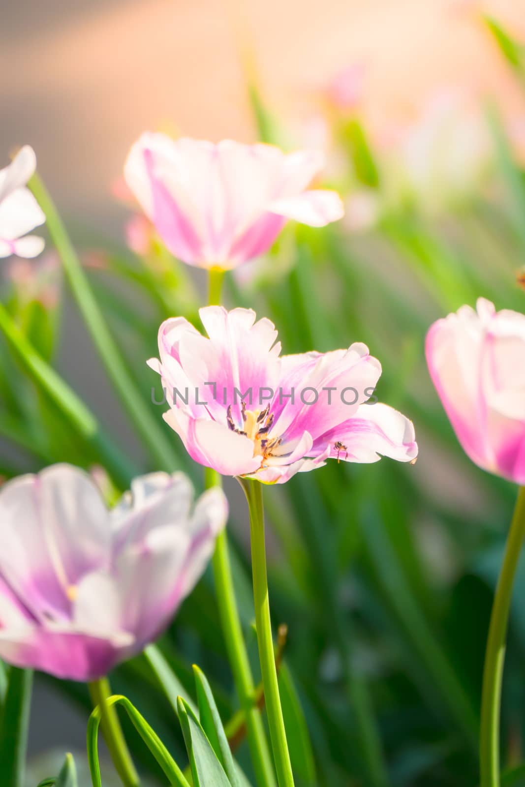 Tulip. Beautiful bouquet of tulips. colorful tulips. tulips in spring,colourful tulip