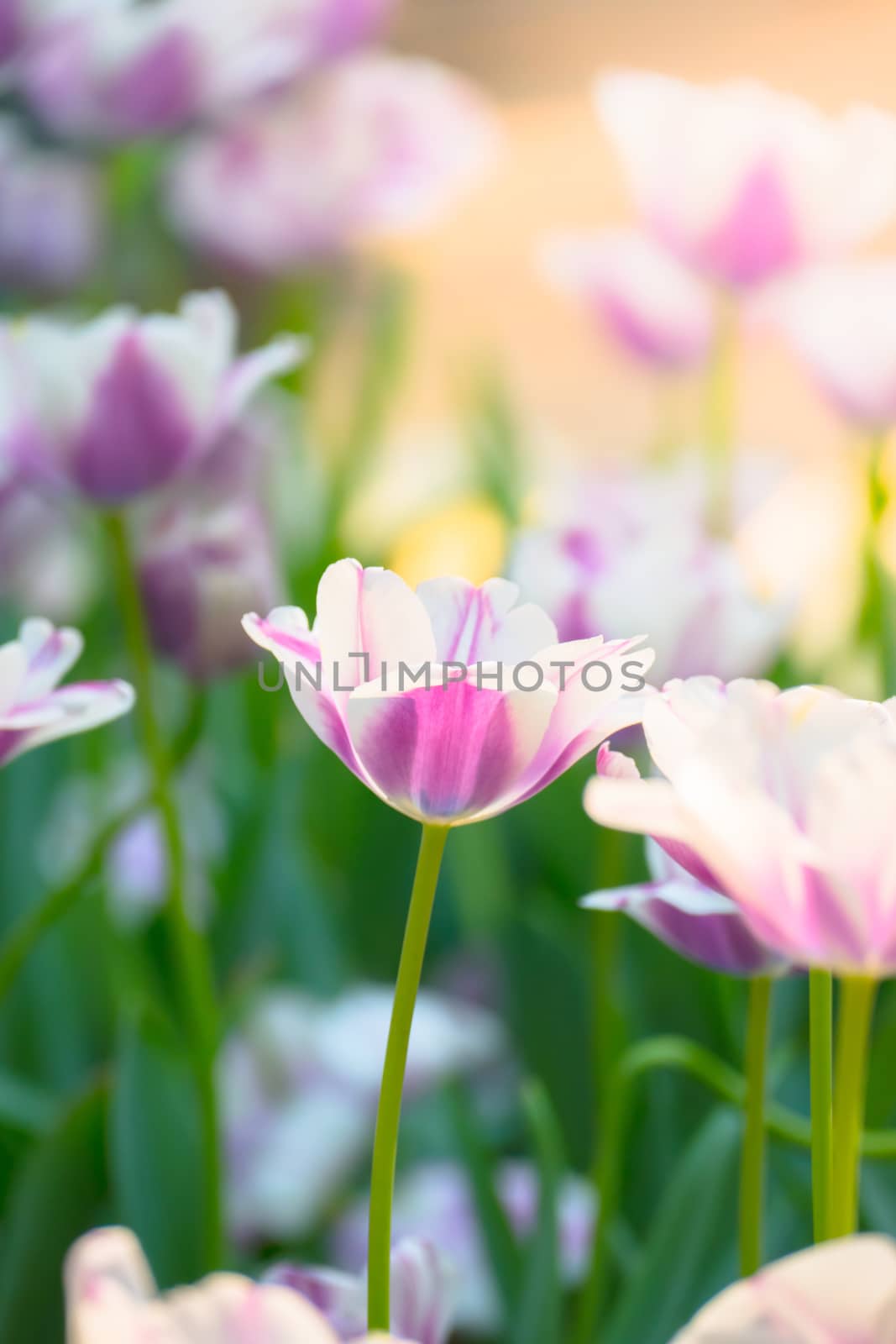 Tulip. Beautiful bouquet of tulips. colorful tulips. tulips in spring,colourful tulip