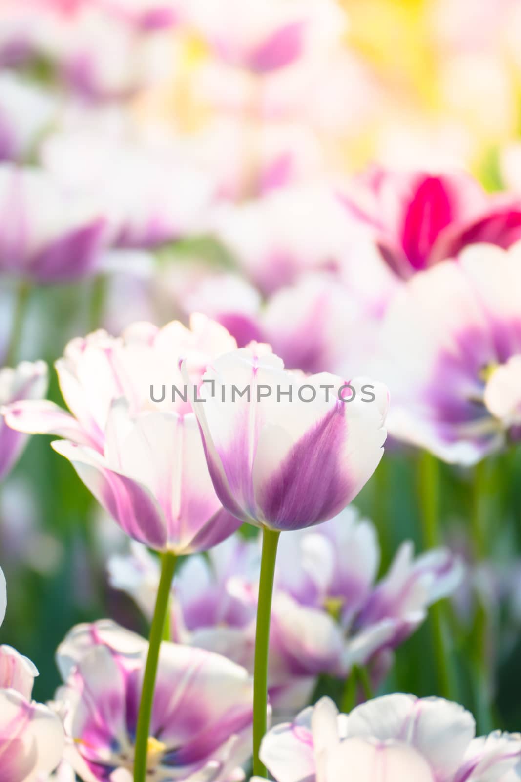 Tulip. Beautiful bouquet of tulips. colorful tulips. by teerawit