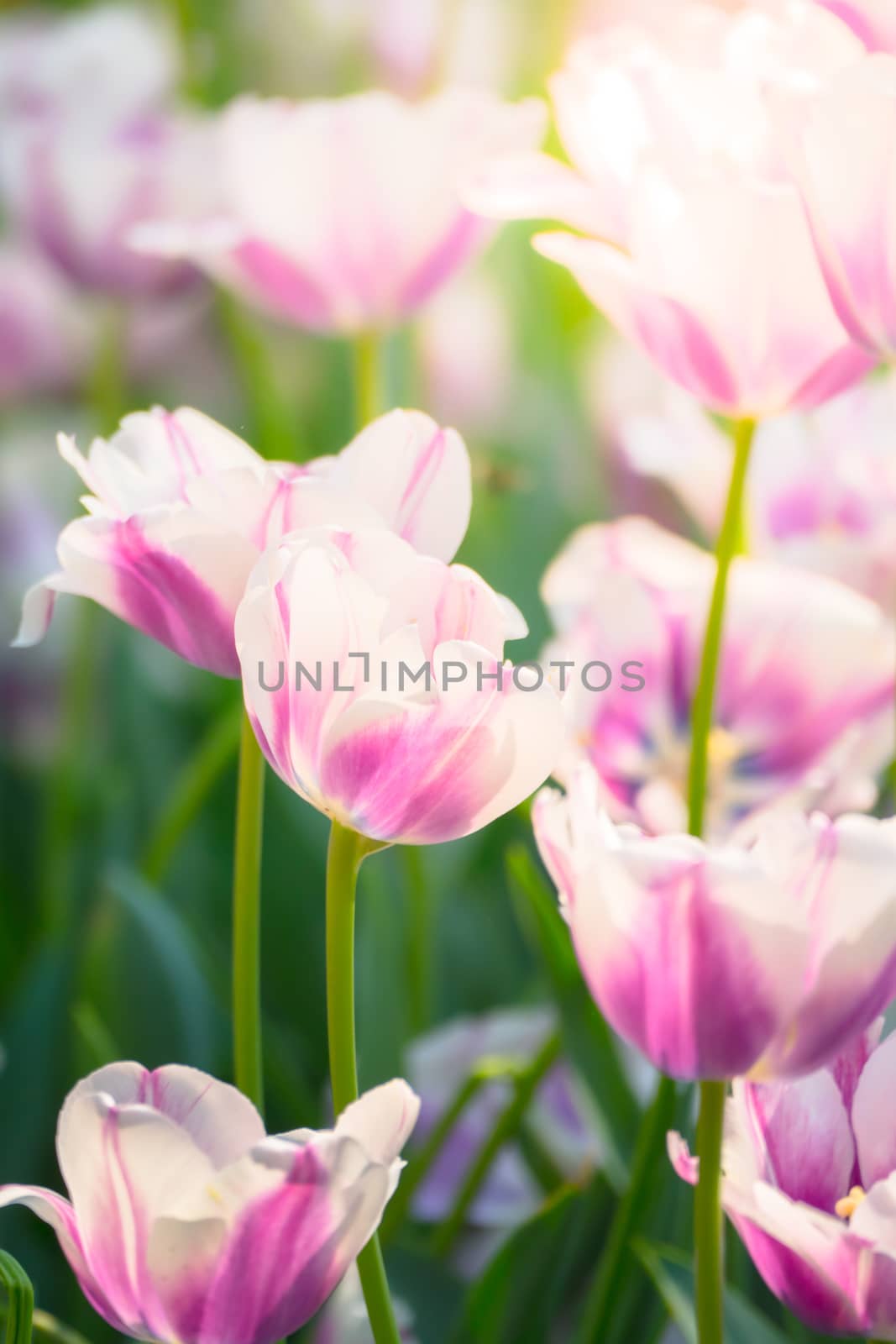 Tulip. Beautiful bouquet of tulips. colorful tulips. by teerawit