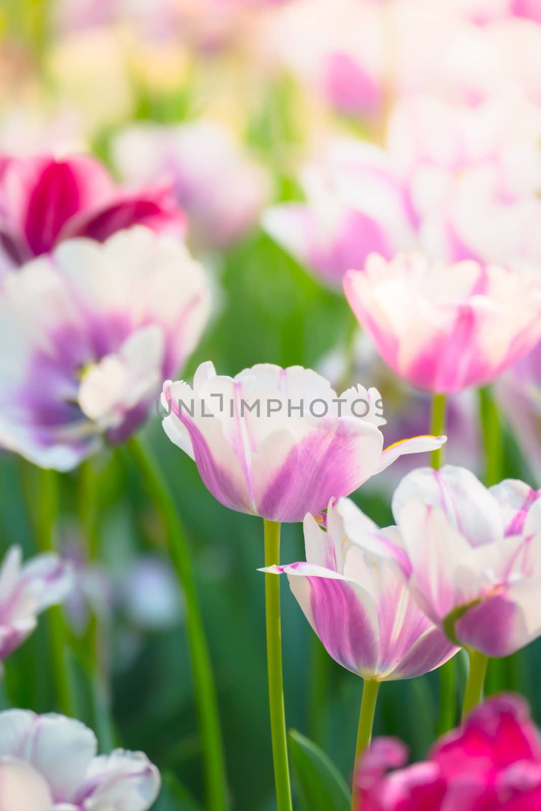 Tulip. Beautiful bouquet of tulips. colorful tulips. by teerawit