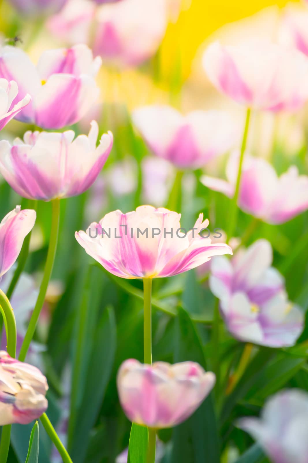 Tulip. Beautiful bouquet of tulips. colorful tulips. by teerawit