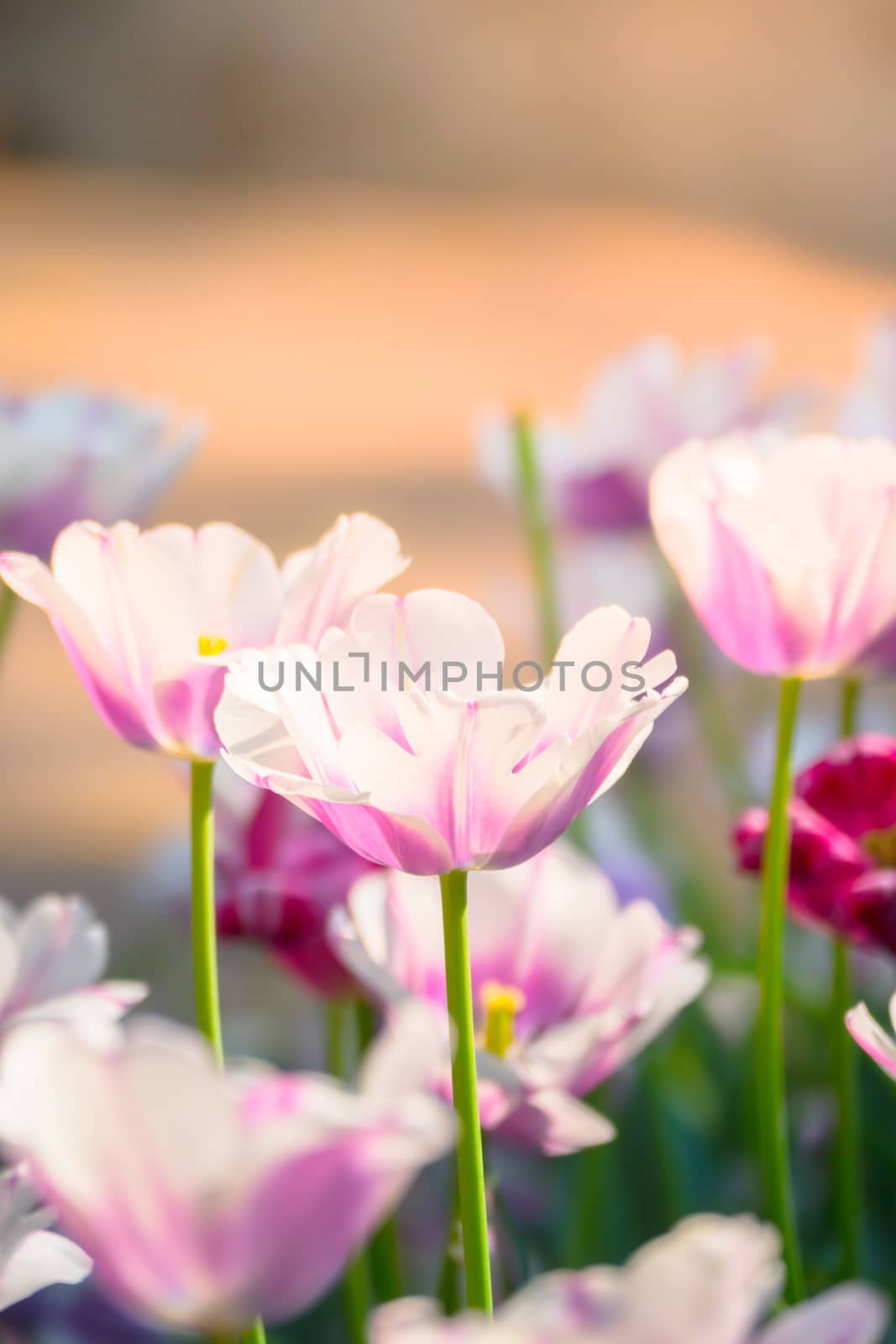 Tulip. Beautiful bouquet of tulips. colorful tulips. by teerawit