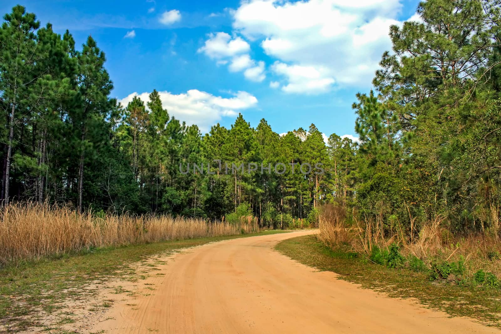 A sand road passing through the trees