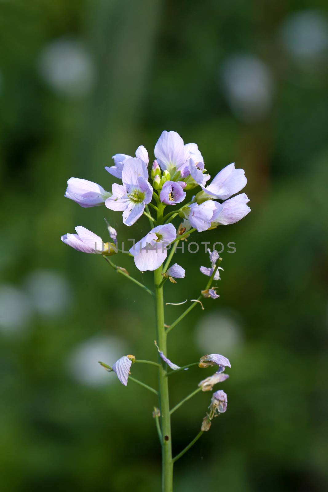 Pale pink flowers of Cuckoo Flower or Lady's Smock, in Sussex countryside.