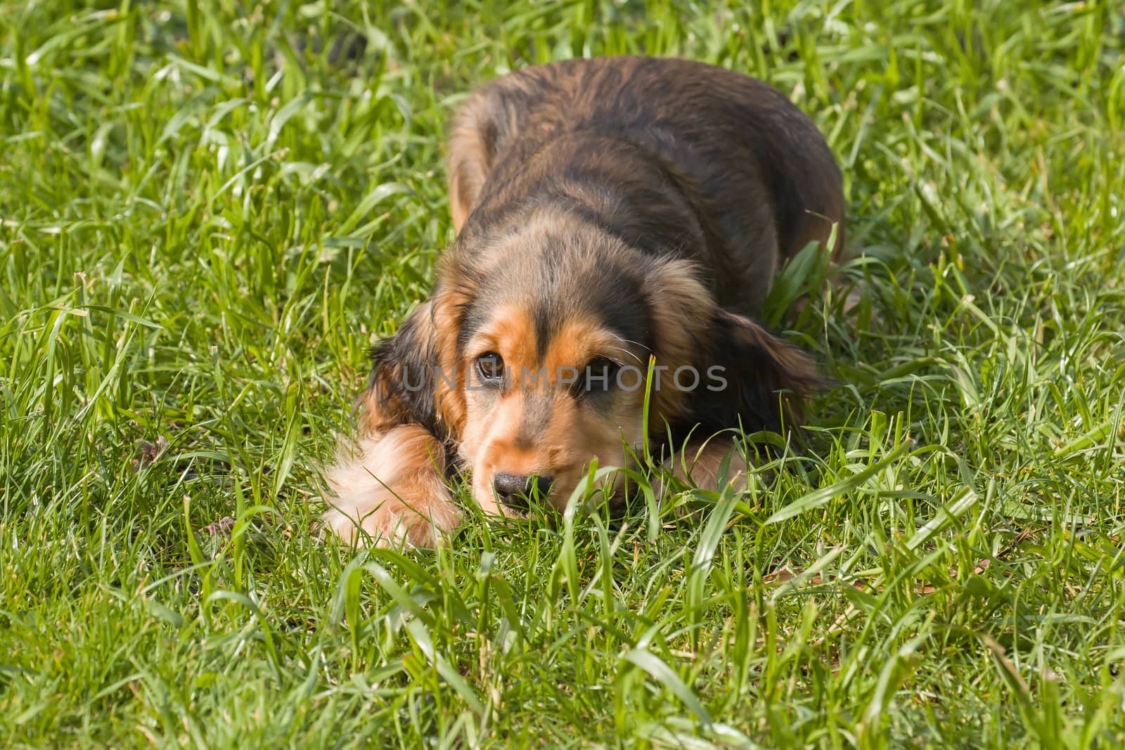 Sable-coloured English Show Cocker Spaniel Puppy, lying on grass waiting to play.