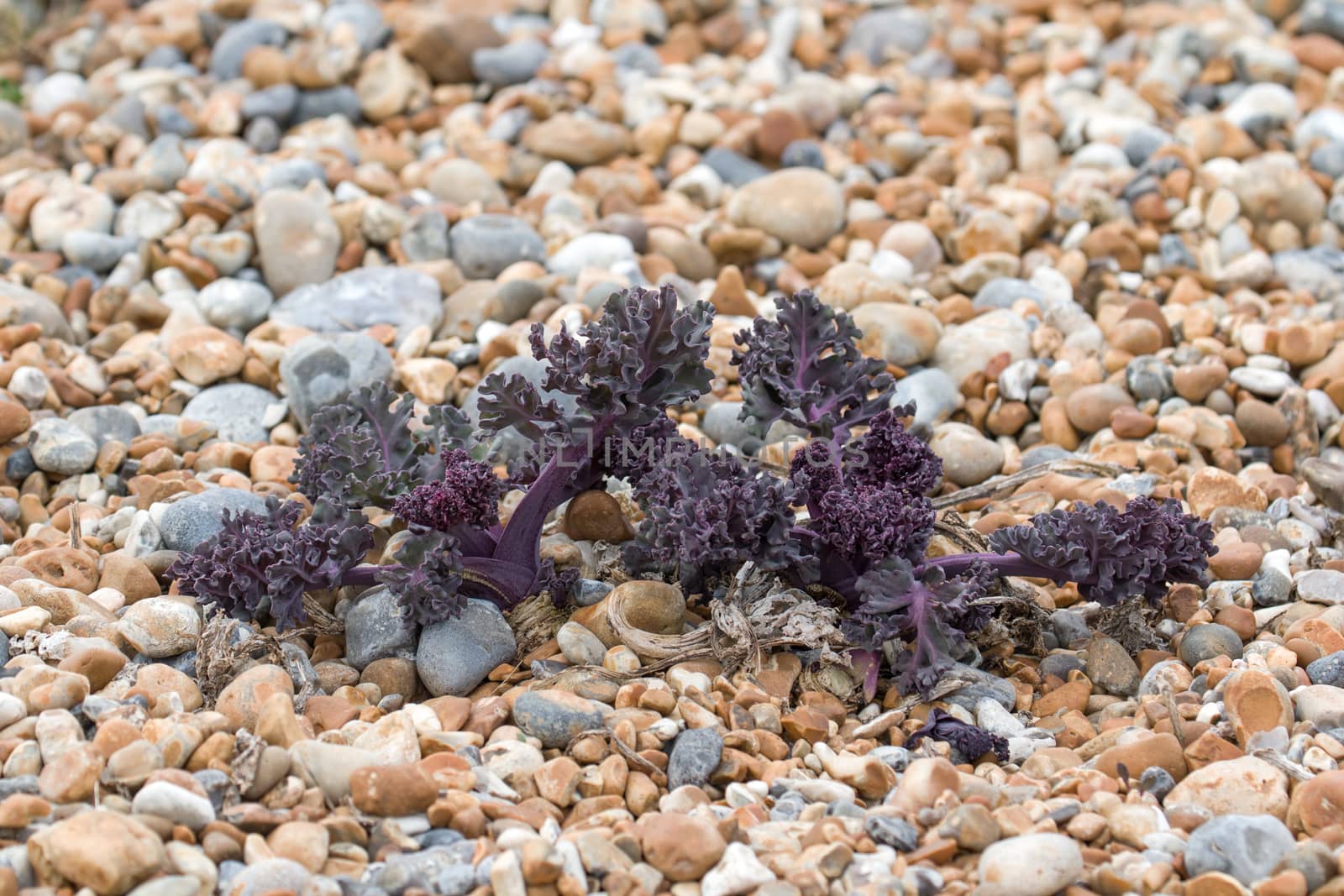 Newly-sprouted Sea Kale on pebble beach in East Sussex.