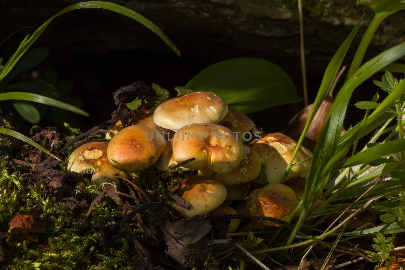 Cluster of Sulphur Tuft fungi growing in Sussex woodland.