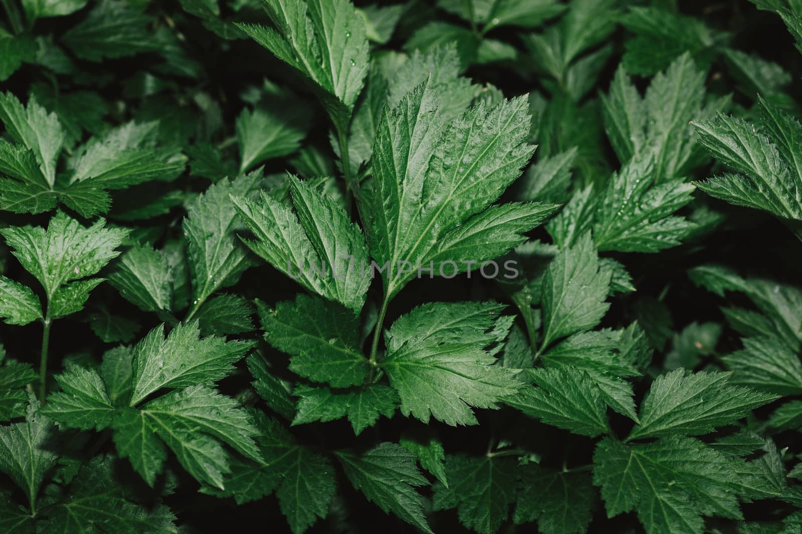 High resolution Green Leaves Background Texture .