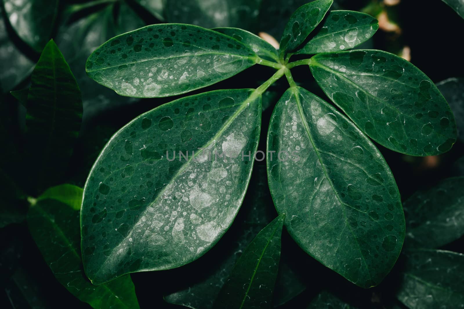 High resolution Green Leaves Background Texture .