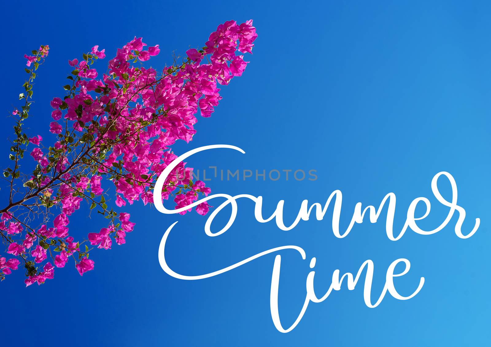 pink bougainvillea against the sky and text Summer time. Calligraphy lettering hand draw.