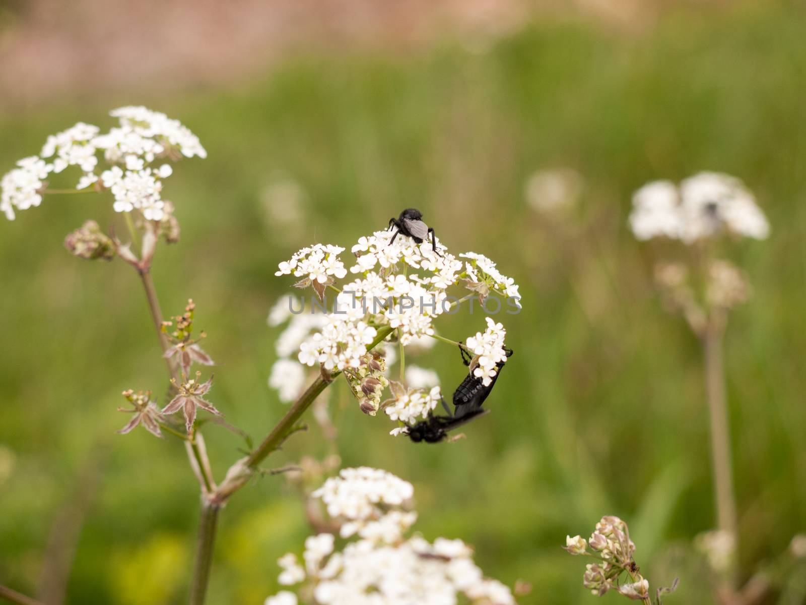 a bunch of black flies resting on some cow parsley in spring macro close up with full detail and wings