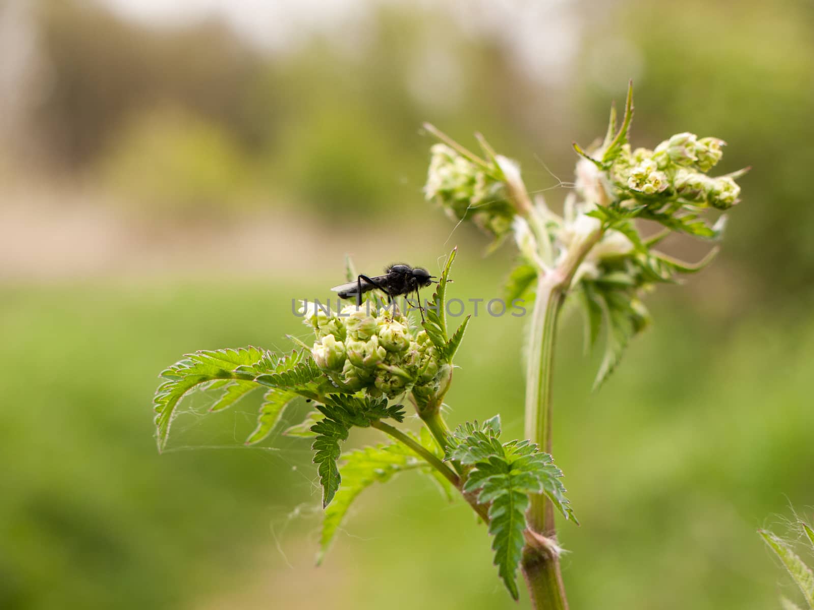 a clear and crisp day time shot of a large and detailed black fly resting upon and eating some cow parsley in spring seen from side