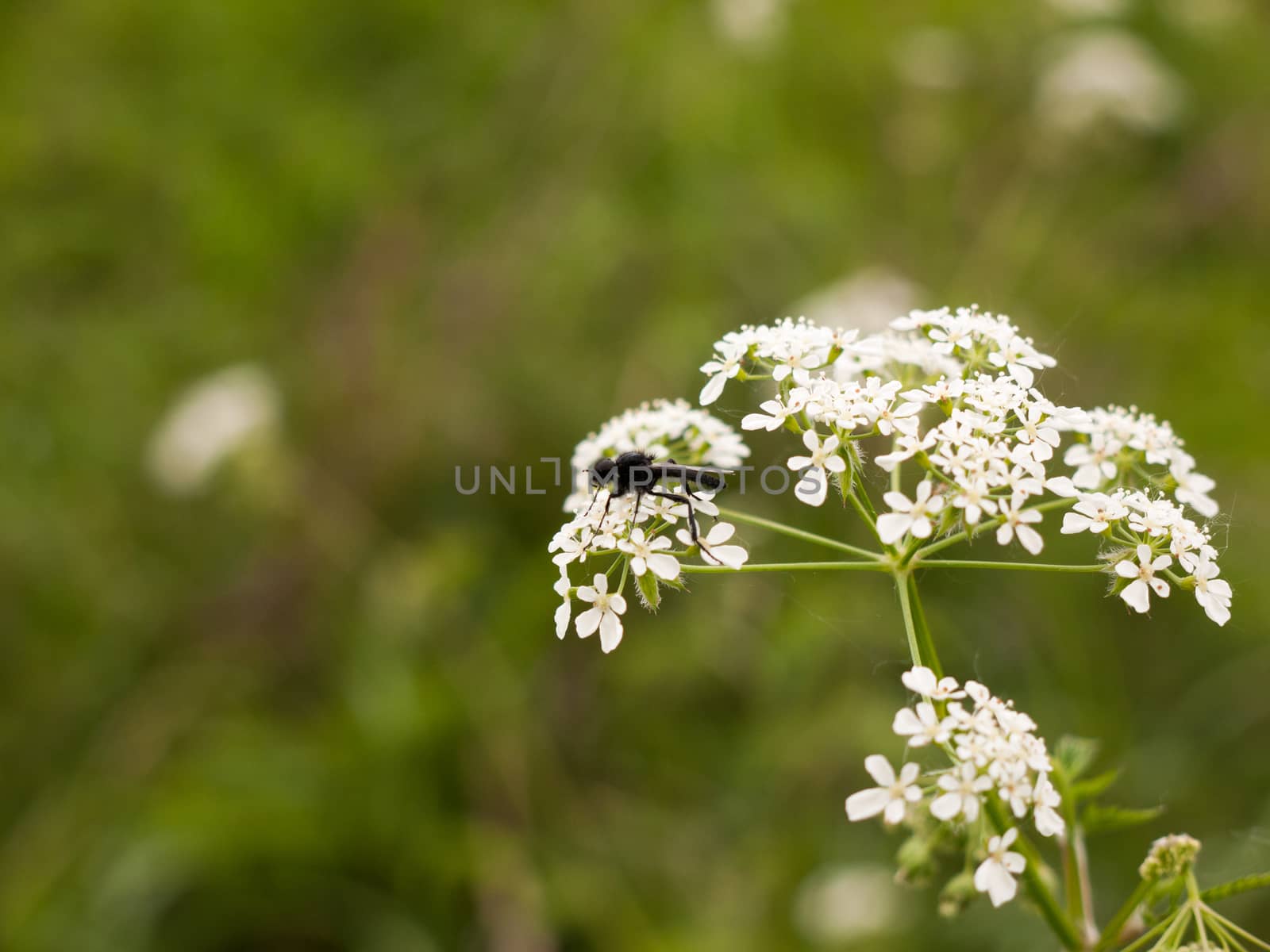 a clear and crisp day time shot of a large and detailed black fly resting upon and eating some cow parsley in spring seen from side up close