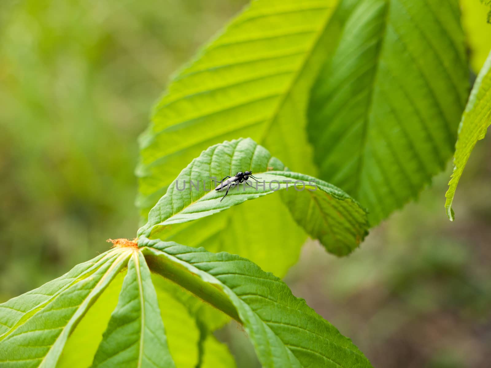 a small black fly resting upon a plant leaf in spring light detail macro bokeh in nature