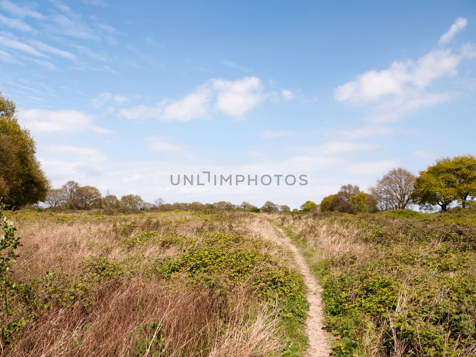 a nice lush landscape shot of shrub land in essex countryside with a clear blue sky and bits of clouds and green trees in spring time heat and light