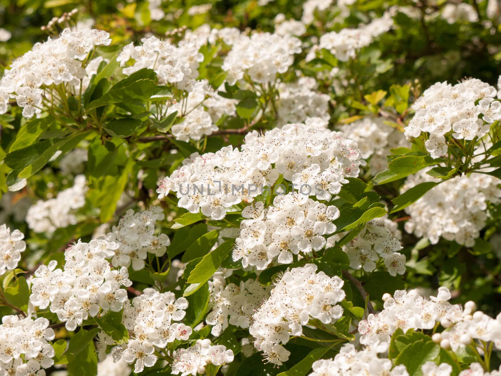 Sweet and fragrant shining white flower heads on a tree by callumrc