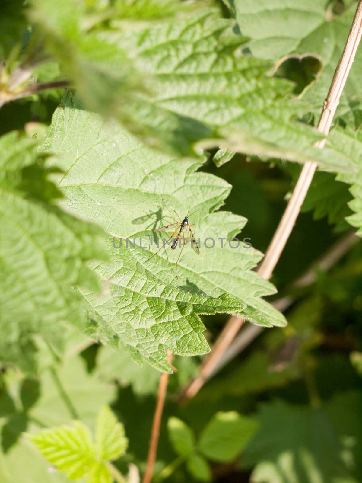 a big flying insect resting upon a leaf in spring and casting a shadow clear and crisp sharp detail in focus fly