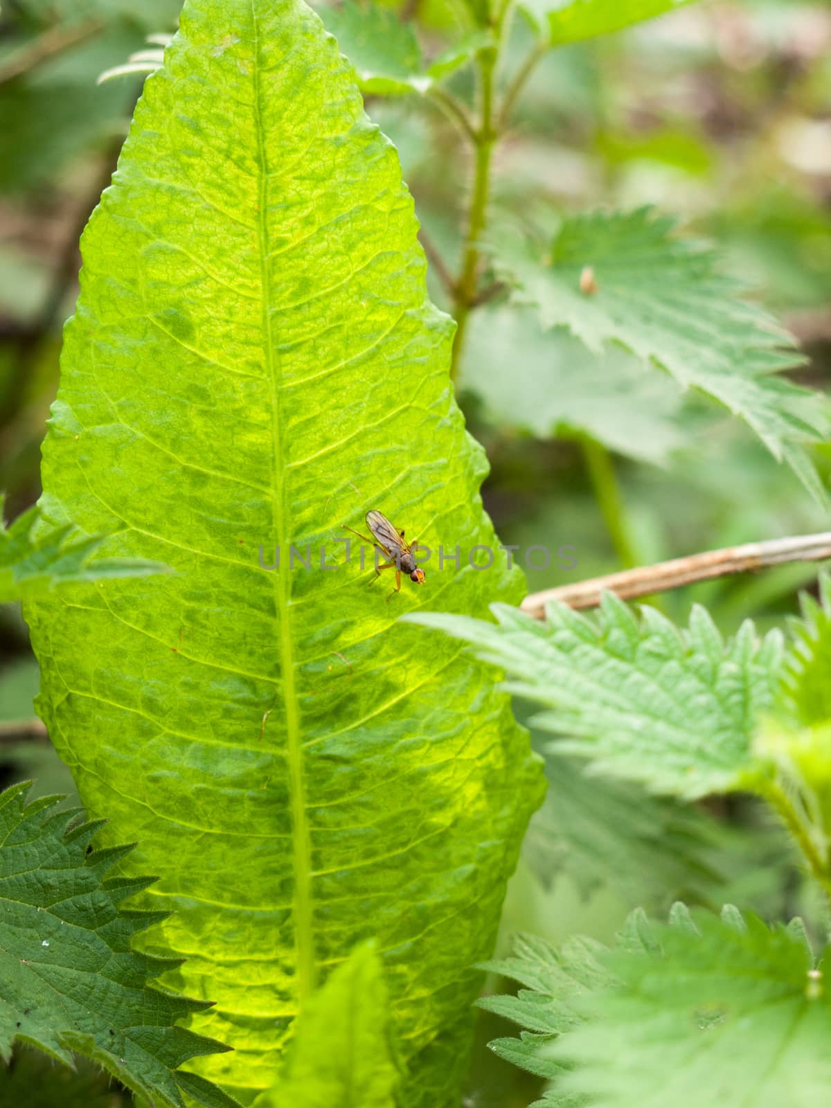 a fly stalking its prey upon a leaf with lush texture and spring light detail in focus stunning