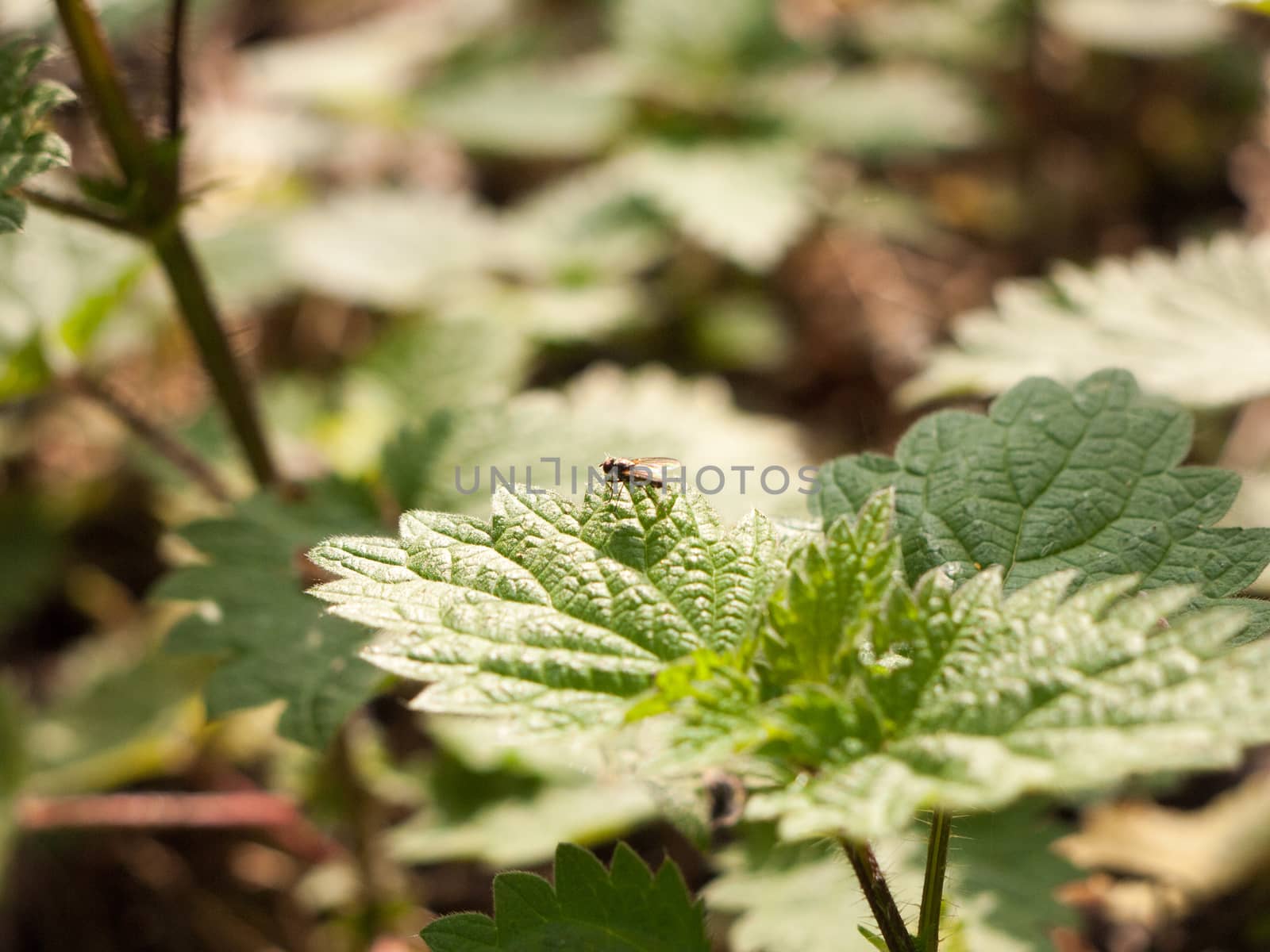 a close up of a fly resting on the edge of a leaf in the spring day time light in a forest