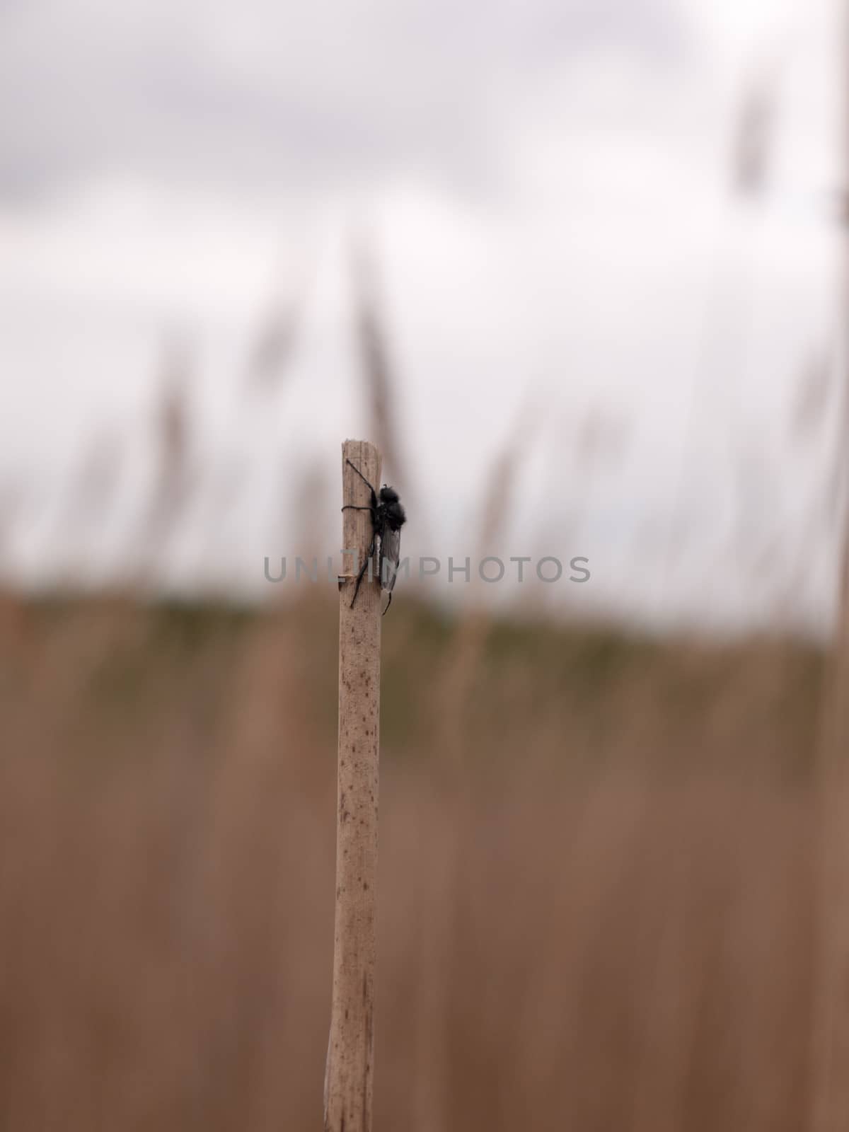 a black fly resting up a reed as seen from the side in spring macro close up with full detail and blur