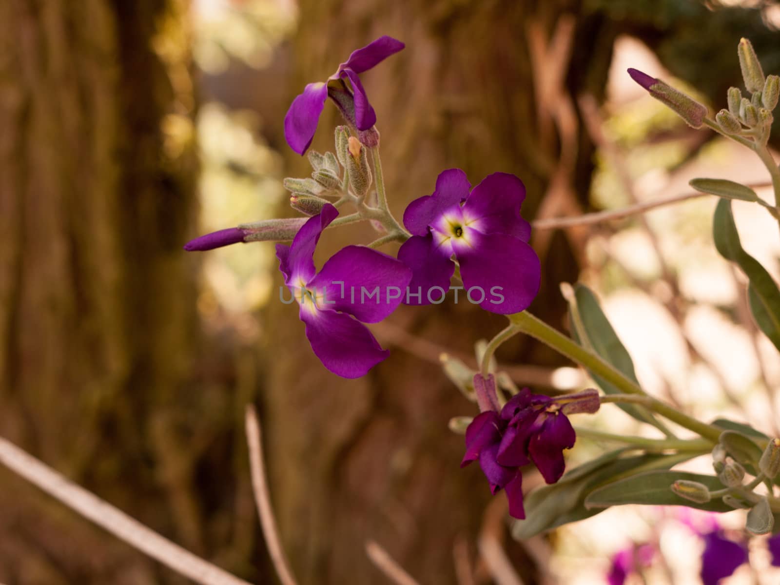 gorgeous and pretty purple flower heads in spring blossoming and ripe reaching out away from stem and in full view and detail crisp and sharp isolated in spring light