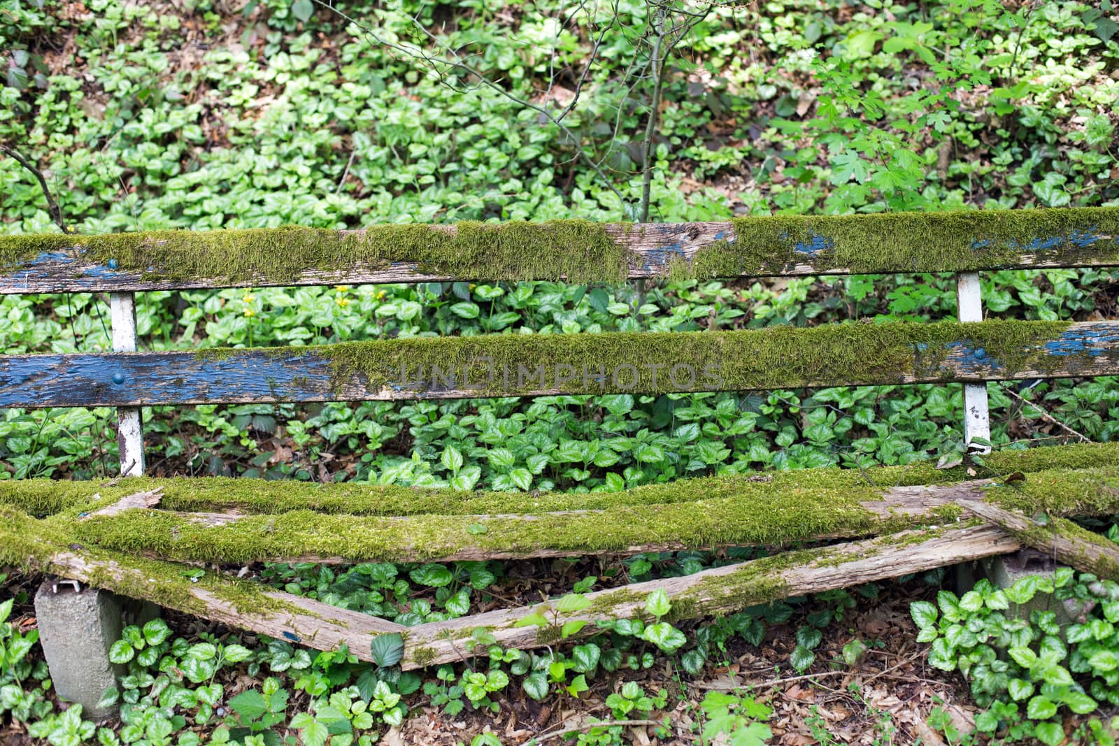 Old wooden bench with moss in a forest