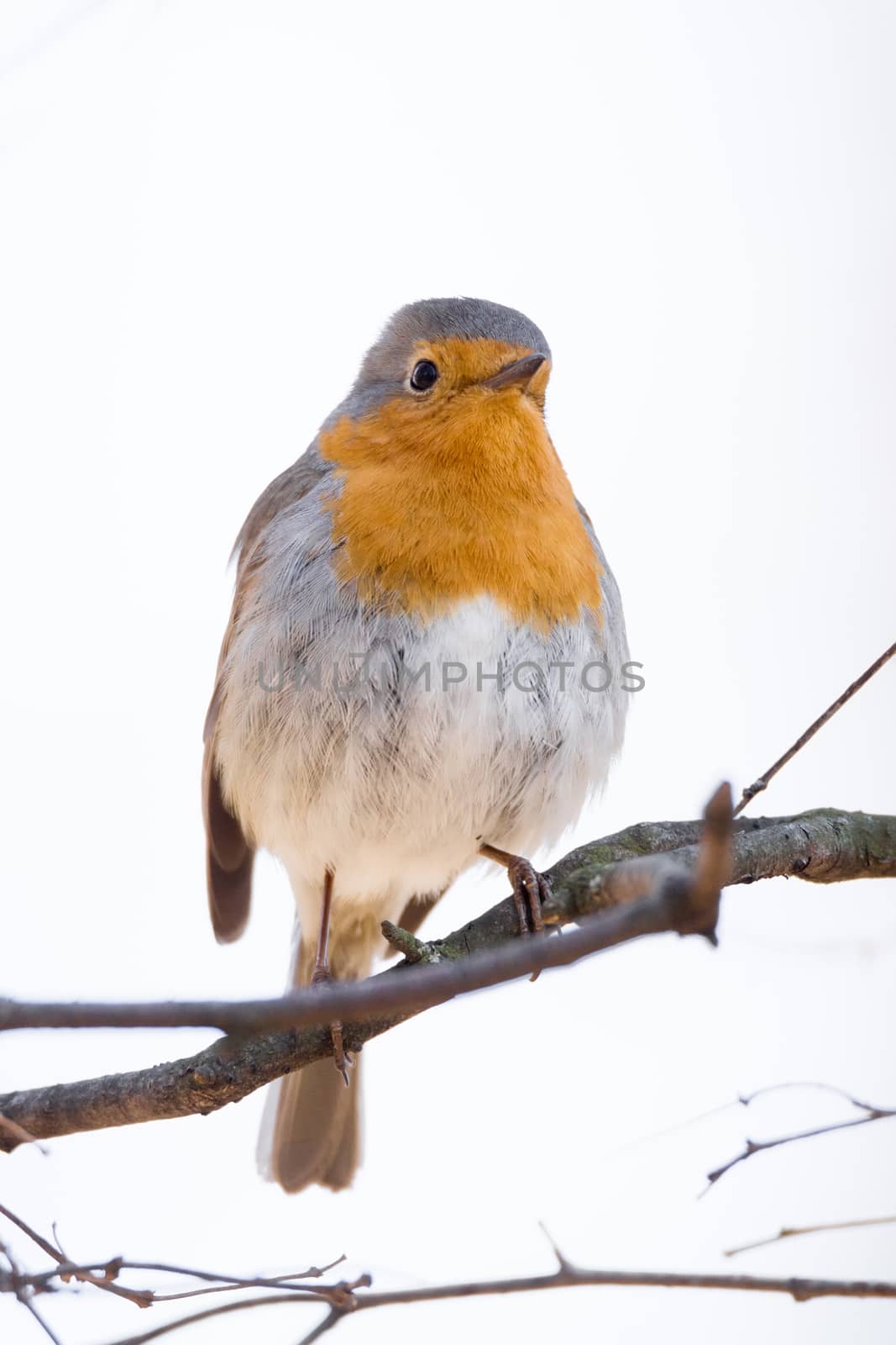 The photo shows a robin on a branch