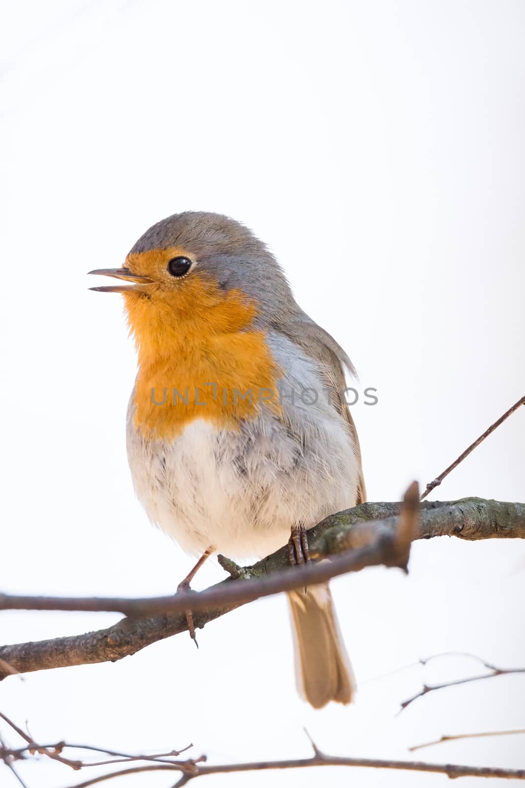 The photo shows a robin on a branch