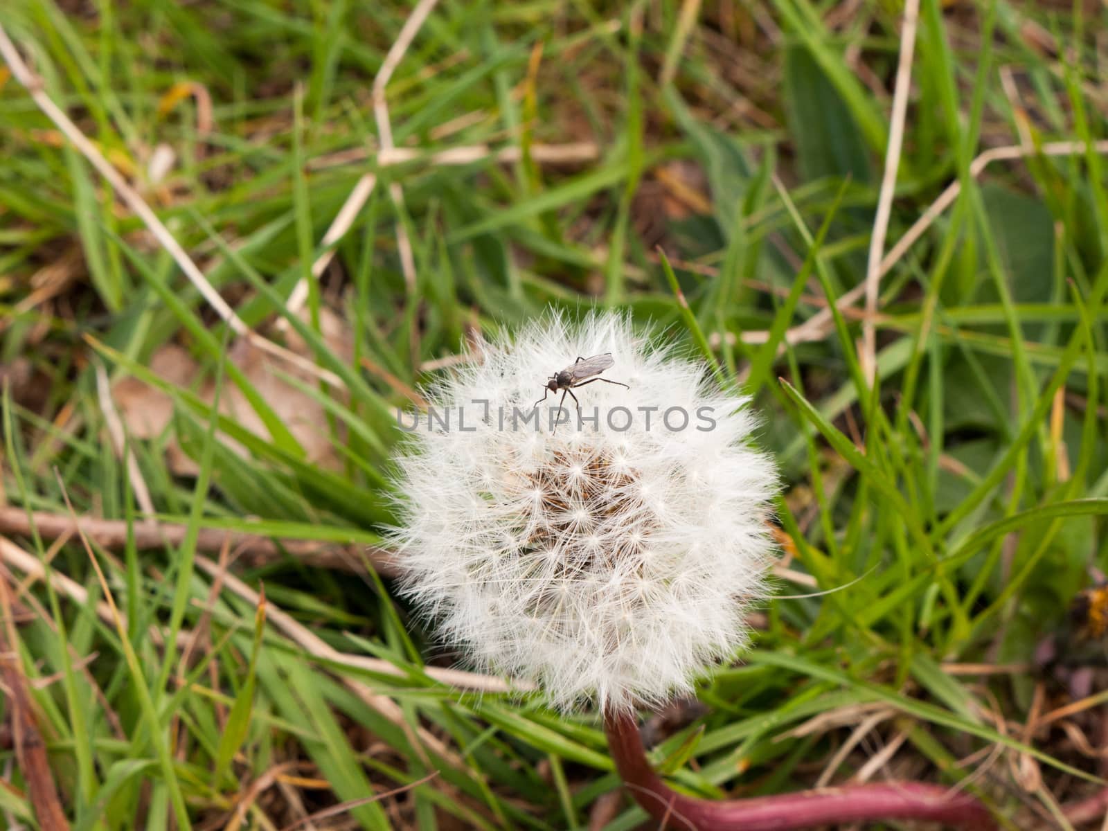 a close up shot of a black insect bug fly on the top of a white dandelion in spring intact and resting motionless macro isolated on grass floor background in spring light of day
