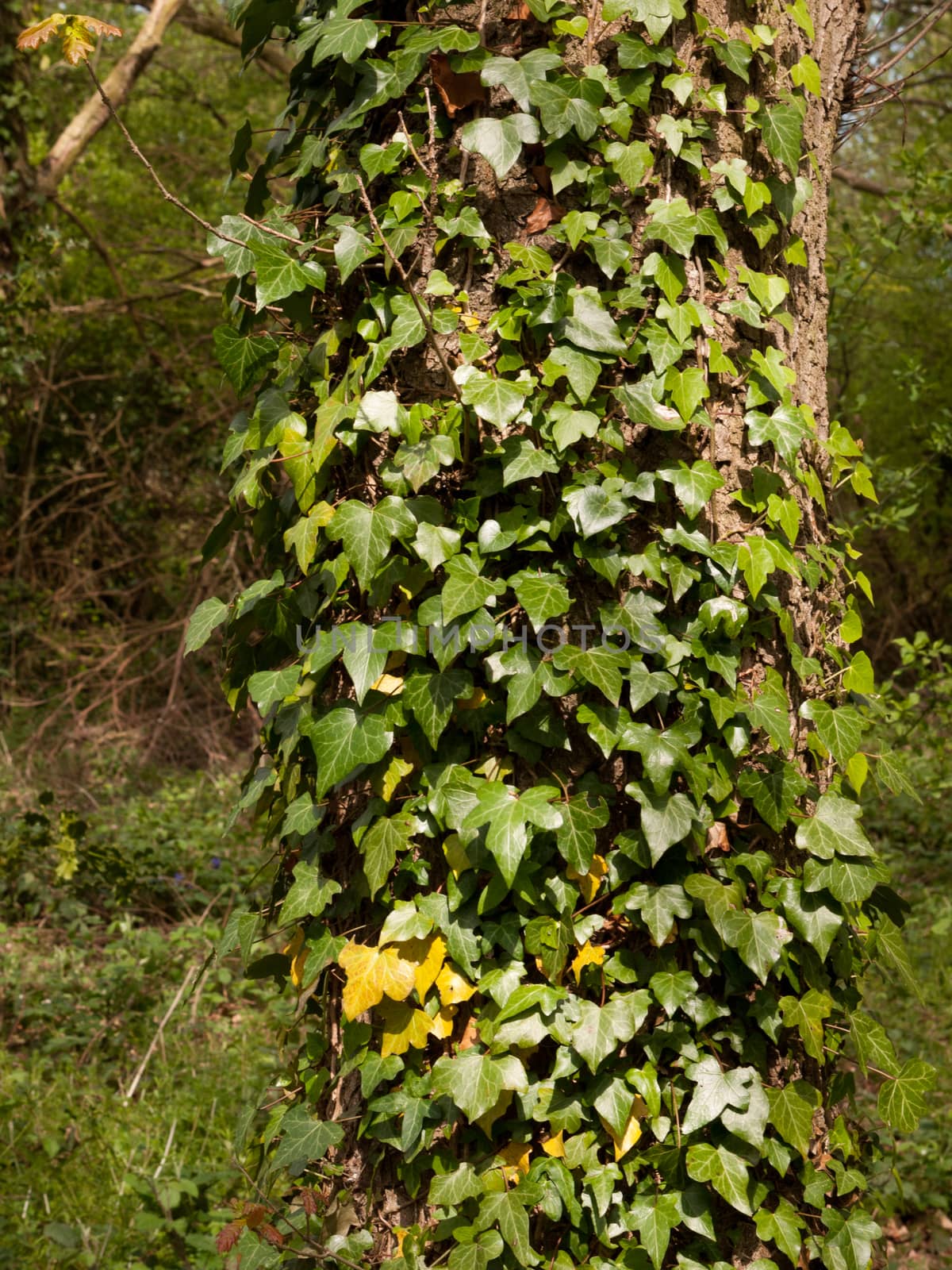 The Close up of a tree covered in green and yellow leaf and leaves on the bark shining in the day time sun stunning and pretty ornate in light of summer and spring