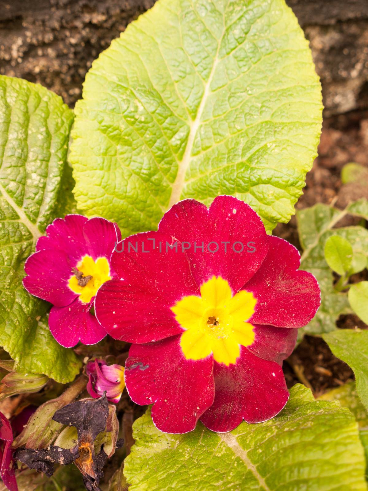 a close up shot of a purple and yellow flower head outside with big green leaves on the floor in front garden gravel soil wall pretty and neat color vibrant