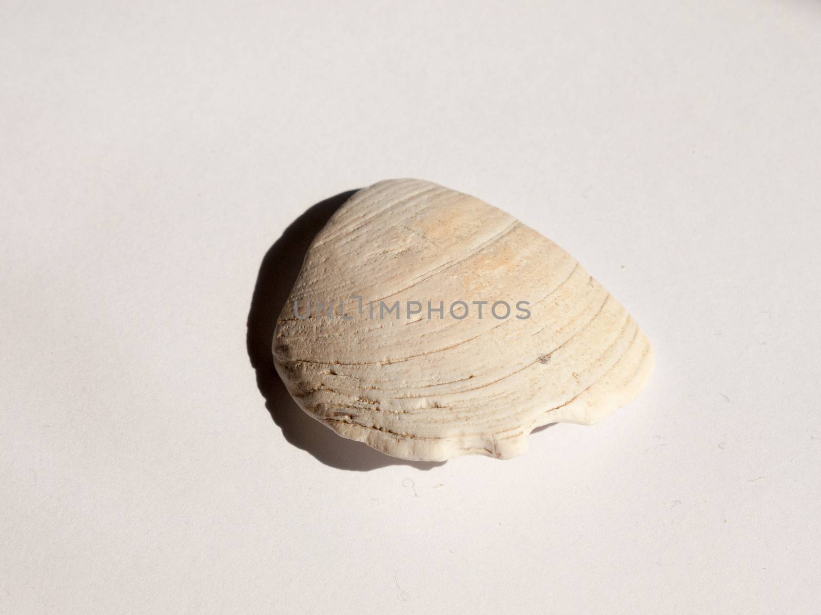 a small smooth and rough little sea shell on a white background by callumrc