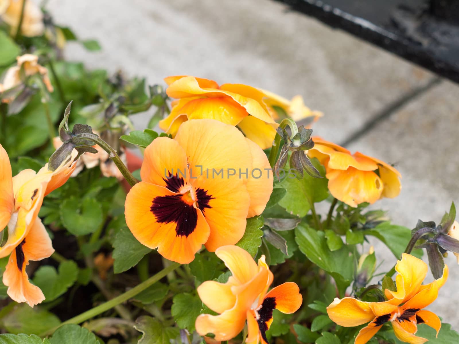 gorgeous orange and black flower heads in box at the front of house pretty colorful ornate and vibrant unique flowering blossoming fresh ripe  spring uk soil plants gardening growing