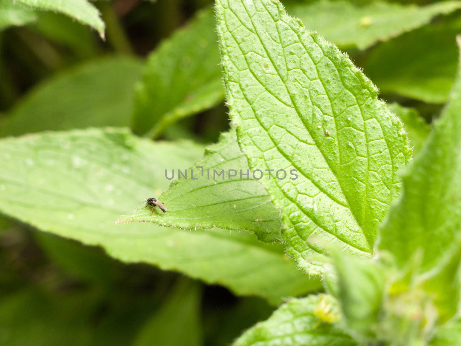 a small black fly resting upon a green ripe leaf with texture up close in the spring day light hazy garden forest