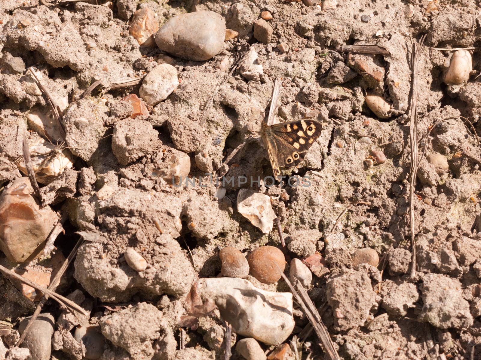 the rough and rocky texture of the floor with bits of twigs and stones and pebbles and a butterfly in the light