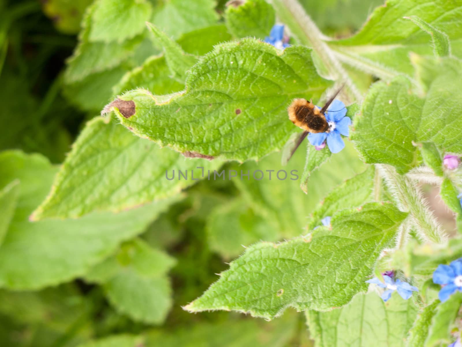 a bee in motion above a plant its wings moving as it collects an by callumrc