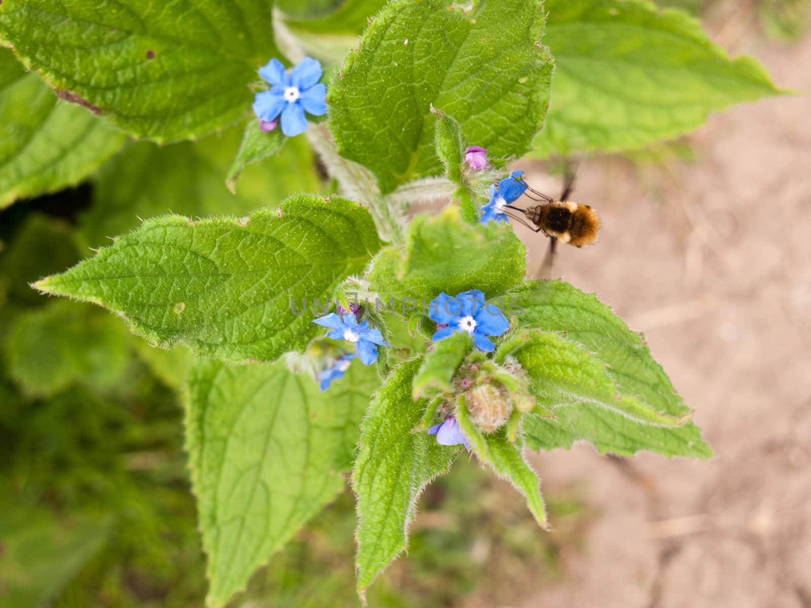 a bee seen side on collecting pollen from a small blue flower with big green leaves its wings moving in motion and its legs and stinger in view in spring