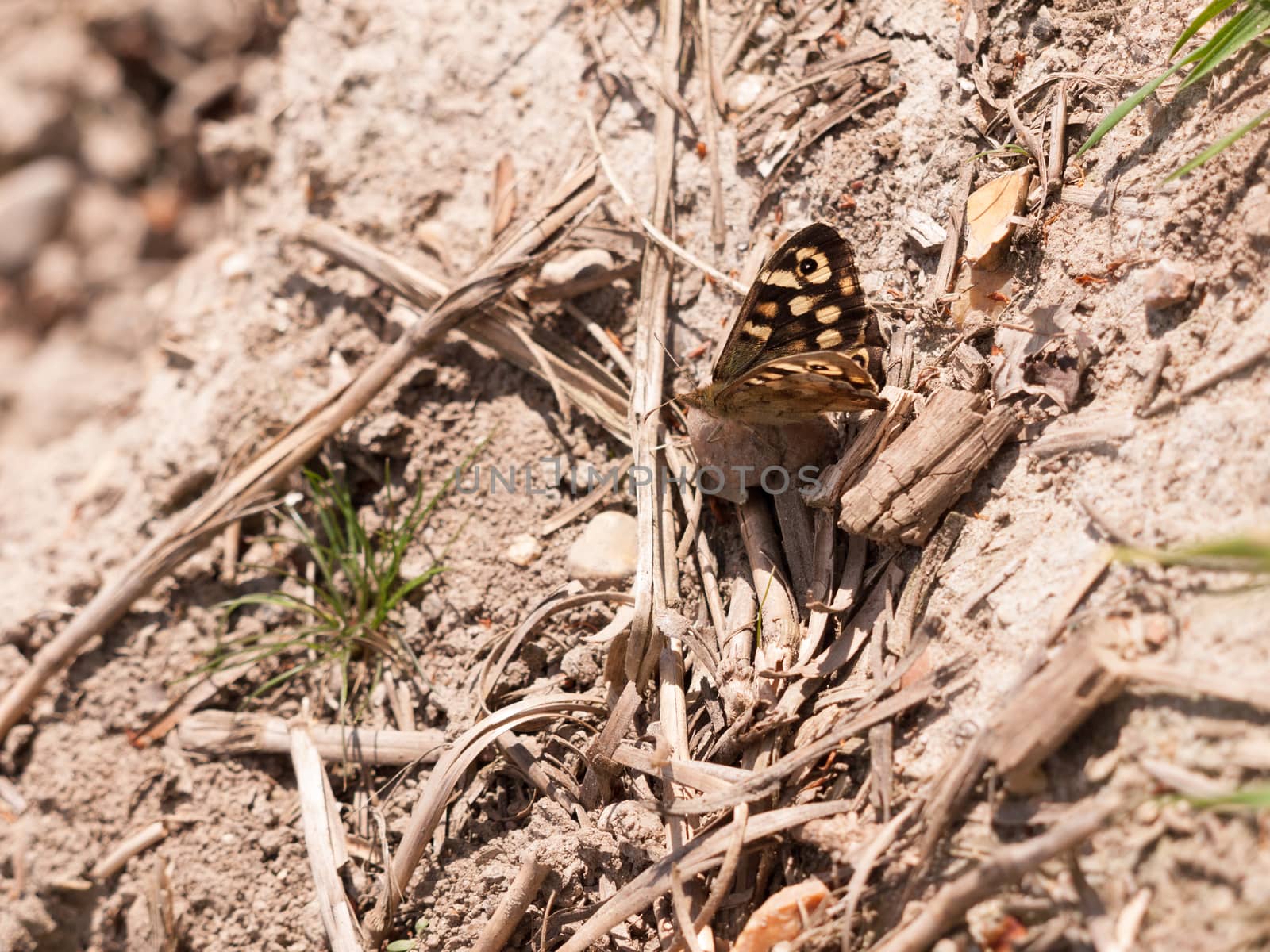 a butterfly with its wings half open resting on the soil with twigs in the sun light of spring