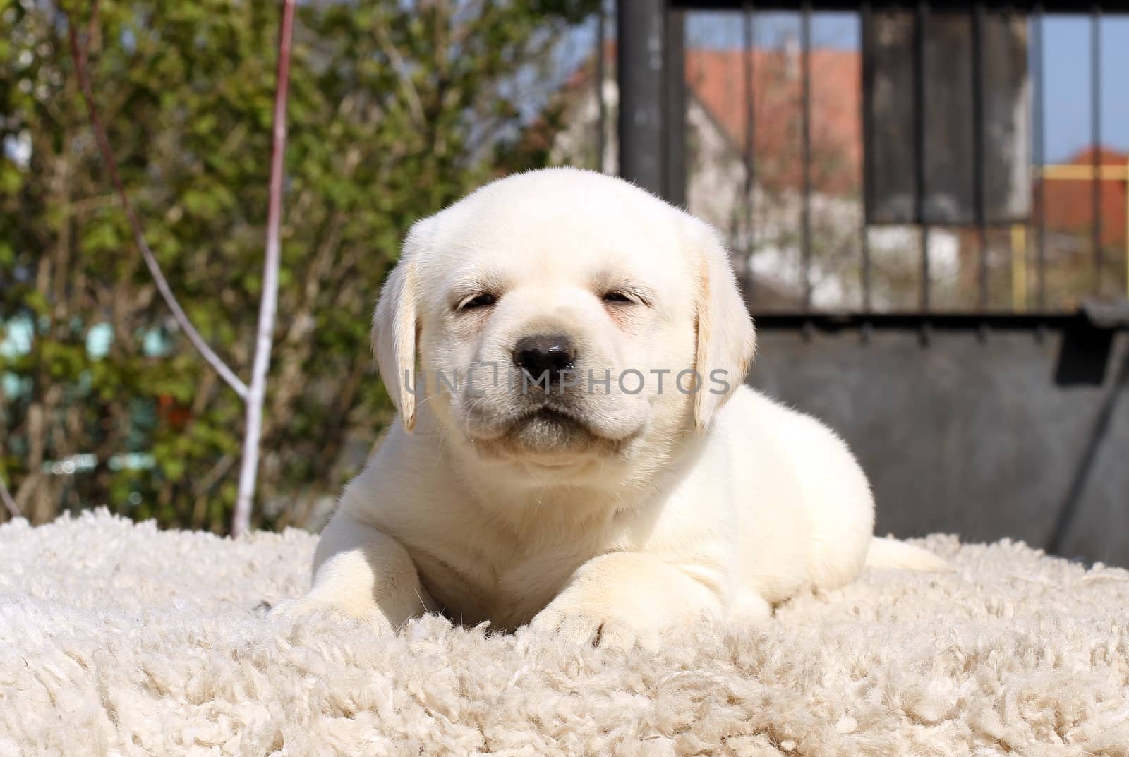 little yellow labrador puppy sitting on beige background