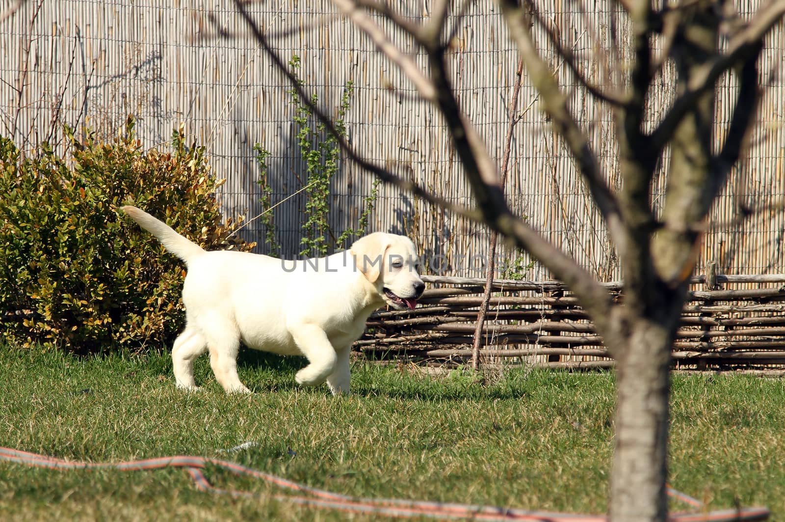 yellow nice labrador puppy in the garden