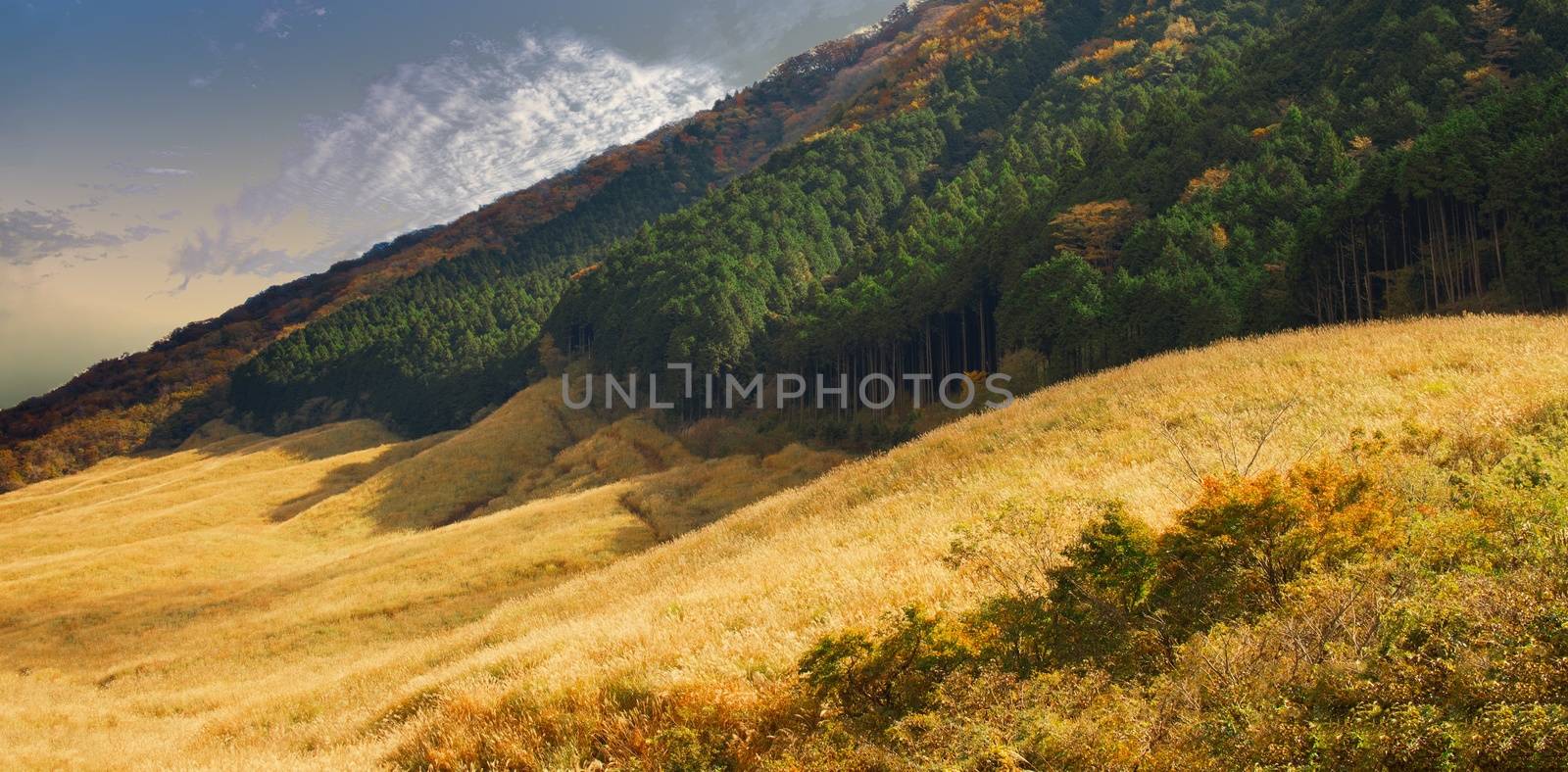 pampas grass field at sengokuhara hakone landscape